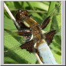 Libellula depressa - Plattbauch m06.jpg